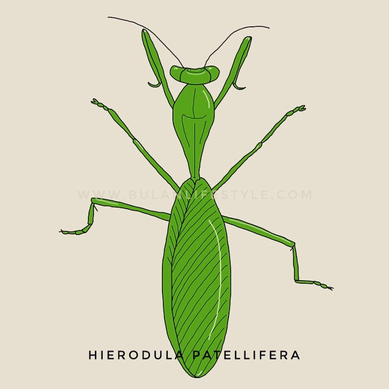 783x783 Digital Drawing No Praying Mantis - Praying Mantis Drawing