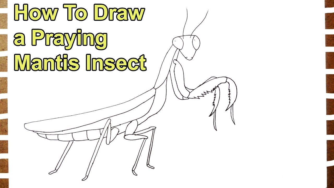 1280x720 How To Draw A Praying Mantis Insect Step - Praying Mantis Drawing
