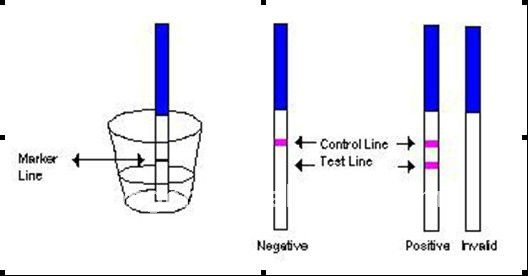528x276 professional hcg pregnancy test - Pregnancy Test Drawing