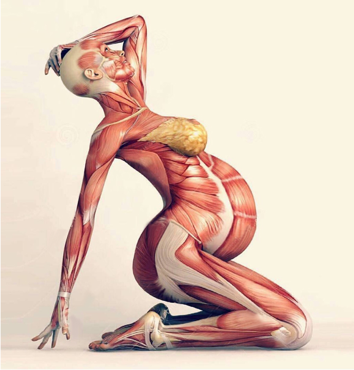 1187x1243 D R A W I N G T H E P R E G N A N T F I G U R E Life Drawing - Pregnant Drawing