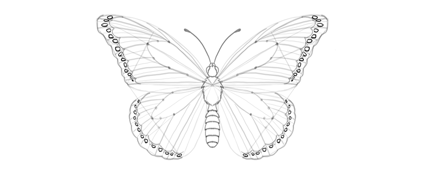 850x346 How To Draw A Butterfly Step - Pretty Butterfly Drawings