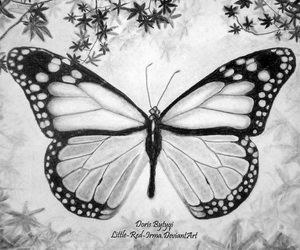 300x250 Butterfly Drawing Archives - Pretty Butterfly Drawings