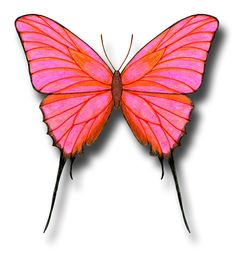 236x265 Best Butterfly Drawings Images Beautiful Butterflies, Bowtie - Pretty Butterfly Drawings