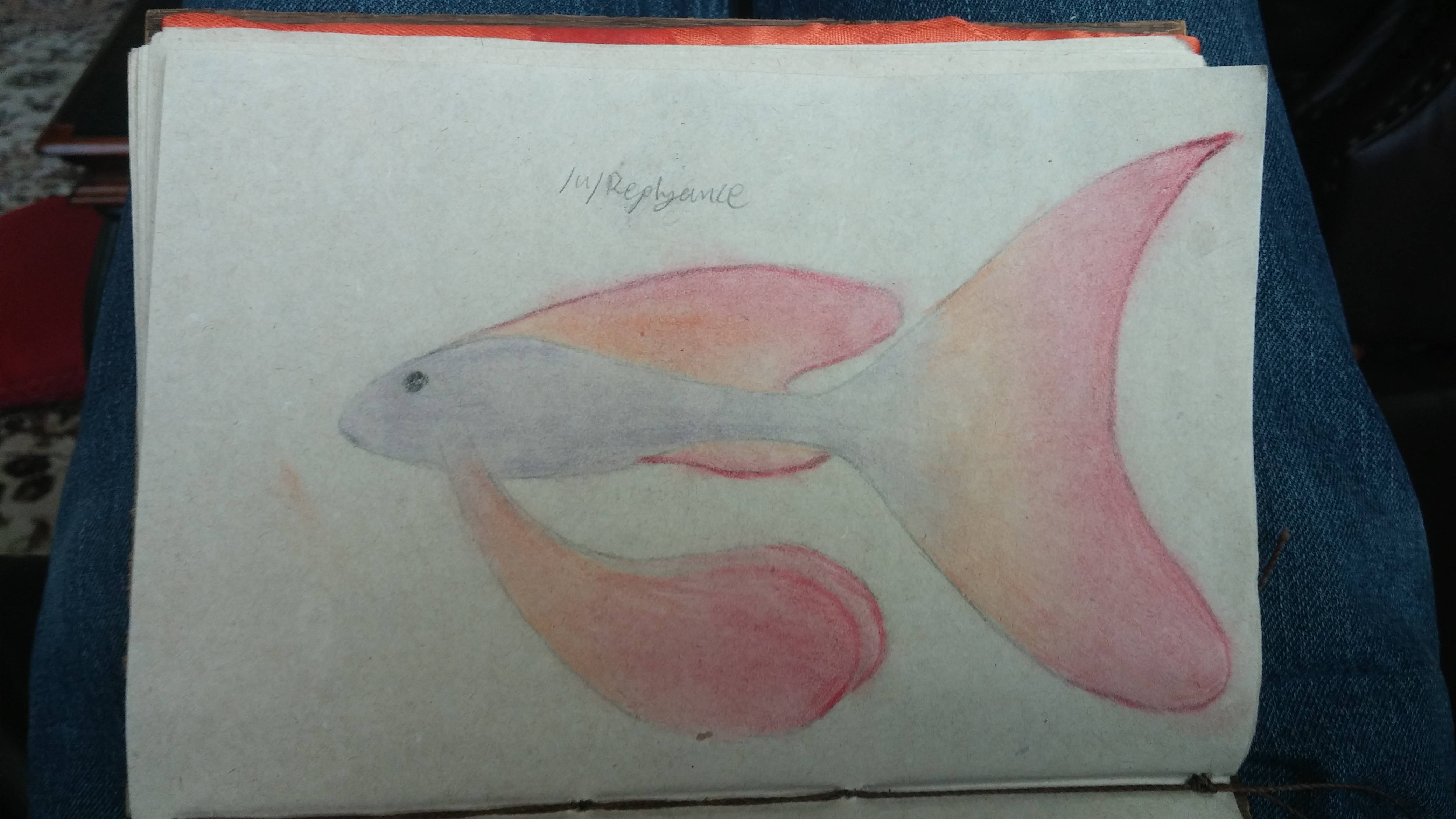 4160x2340 Pretty Fish, Colored Pencil, Art - Pretty Fish Drawing