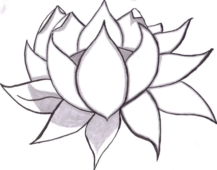 736x577 Pictures Of Pretty Flowers That Are Easy To Draw Archives - Pretty Flowers Drawing
