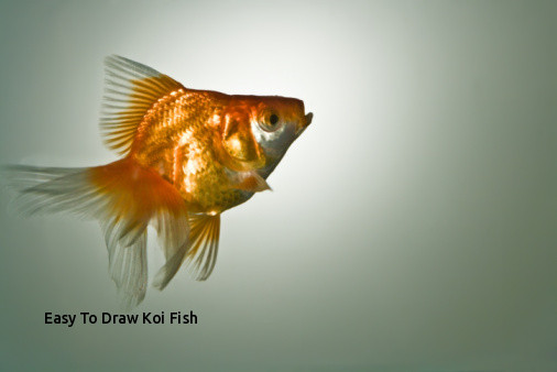 506x338 easy to draw koi fish beautiful fish drawing - Pretty Koi Fish Drawing
