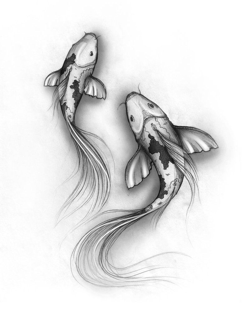 786x1017 koi fish drawings koi fish sketch - Pretty Koi Fish Drawing