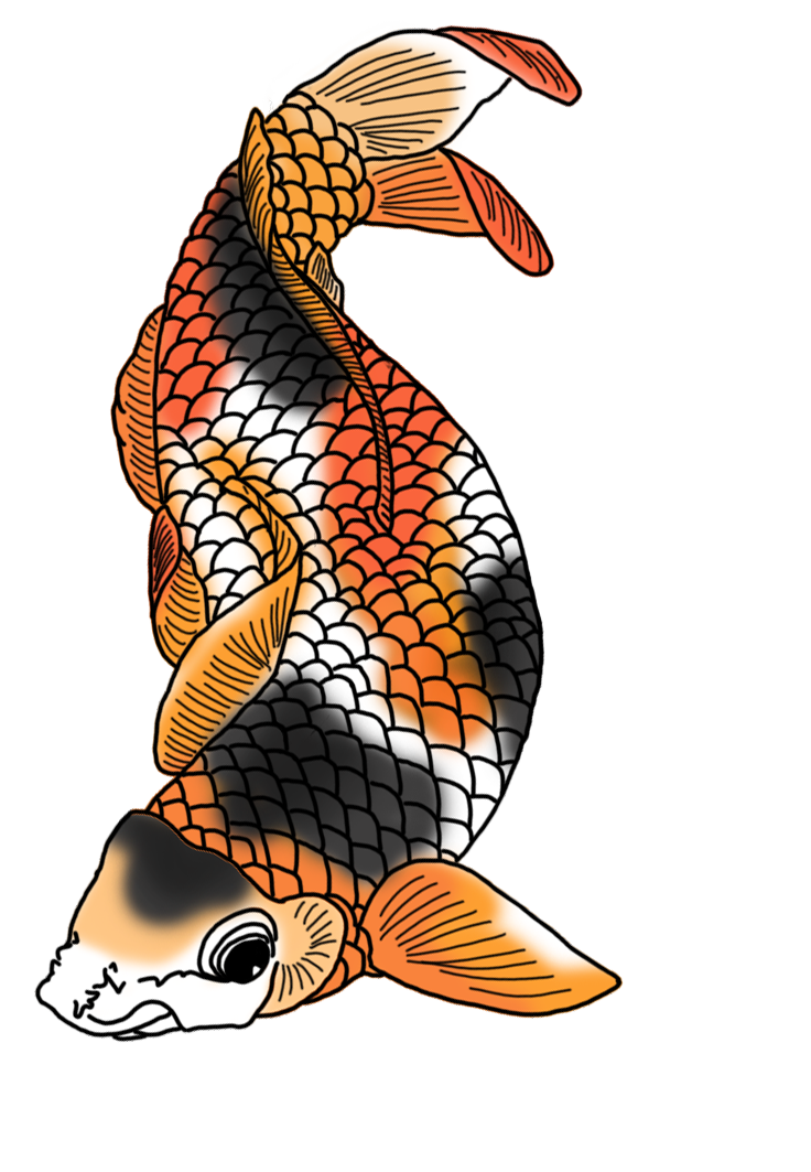 beautiful koi fish drawing - koi pictures and drawings