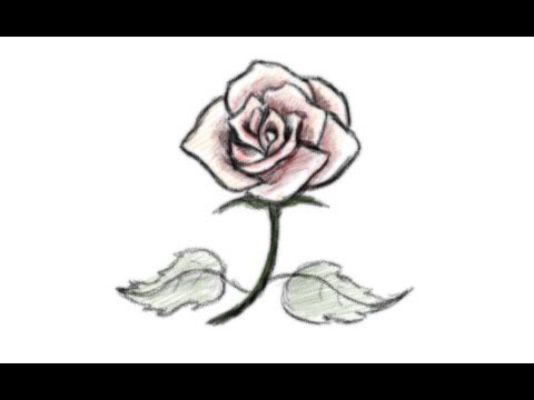 480x360 How To Draw A Beautiful Rose Flower - Pretty Rose Drawing