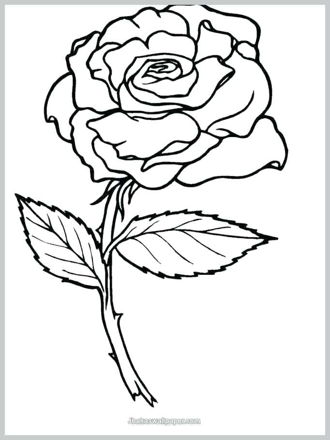 Pretty Rose Drawing at PaintingValley.com | Explore collection of ...
