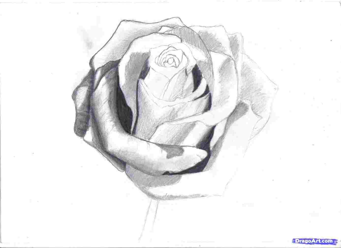 1386x1007 Draw A Pretty Rose Step - Pretty Rose Drawing
