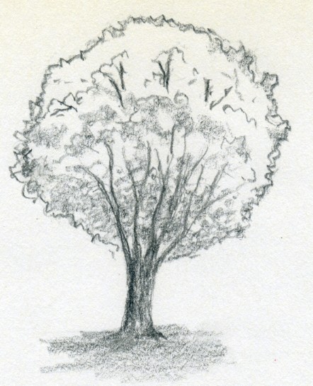 442x546 draw a tree simply and easily - Pretty Tree Drawing