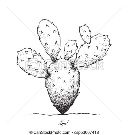 450x470 hand drawn of nopal cactus on white background stem vegetable - Prickly Pear Cactus Drawing