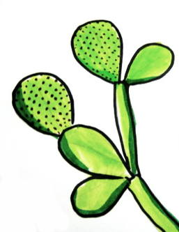 257x333 how to draw a cactus - Prickly Pear Cactus Drawing