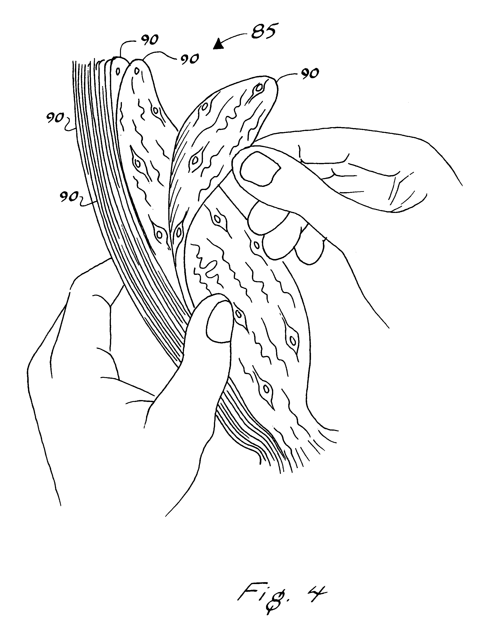 2004x2653 prickly pear cactus drawing - Prickly Pear Cactus Drawing