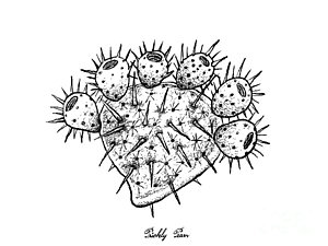 300x225 prickly pear cactus drawings fine art america - Prickly Pear Cactus Drawing