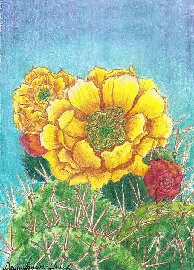 649x900 prickly pear cactus flowering drawing - Prickly Pear Cactus Drawing