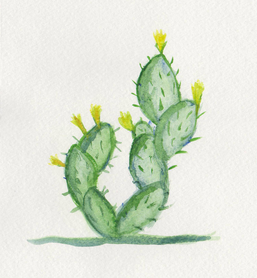 830x900 prickly pear cactus in bloom - Prickly Pear Cactus Drawing