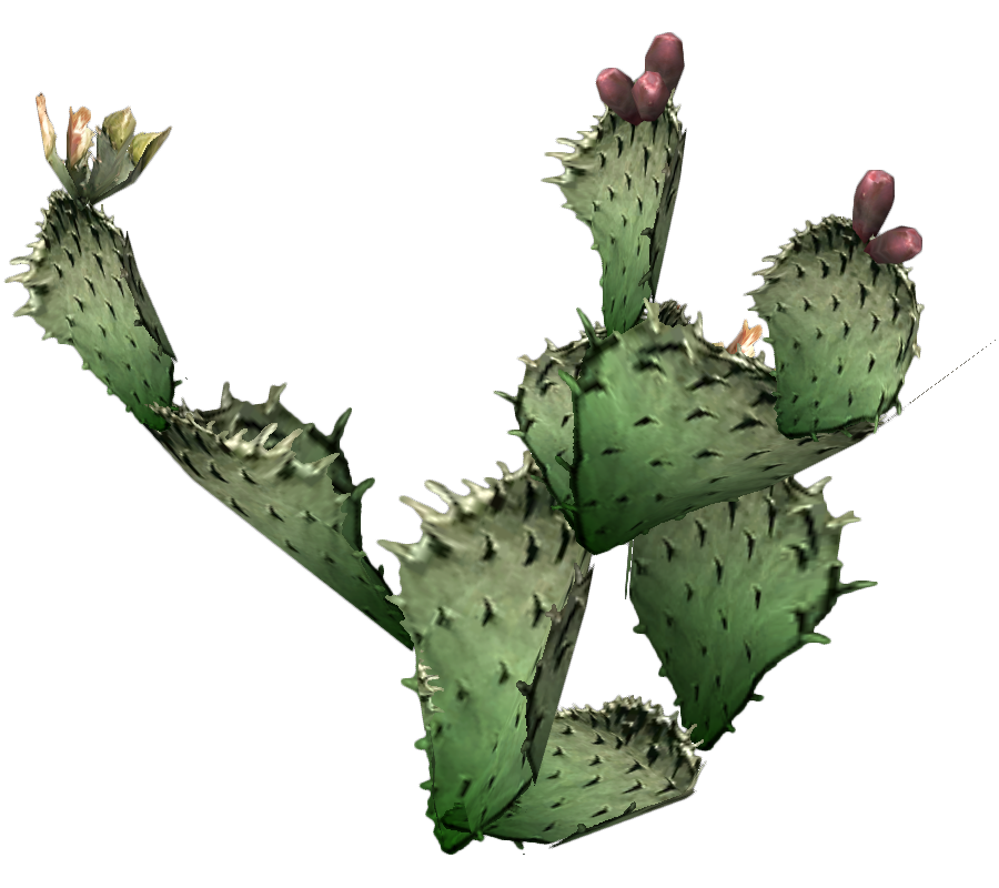 900x800 prickly pear cactus transparent png clipart free download - Prickly Pear Cactus Drawing