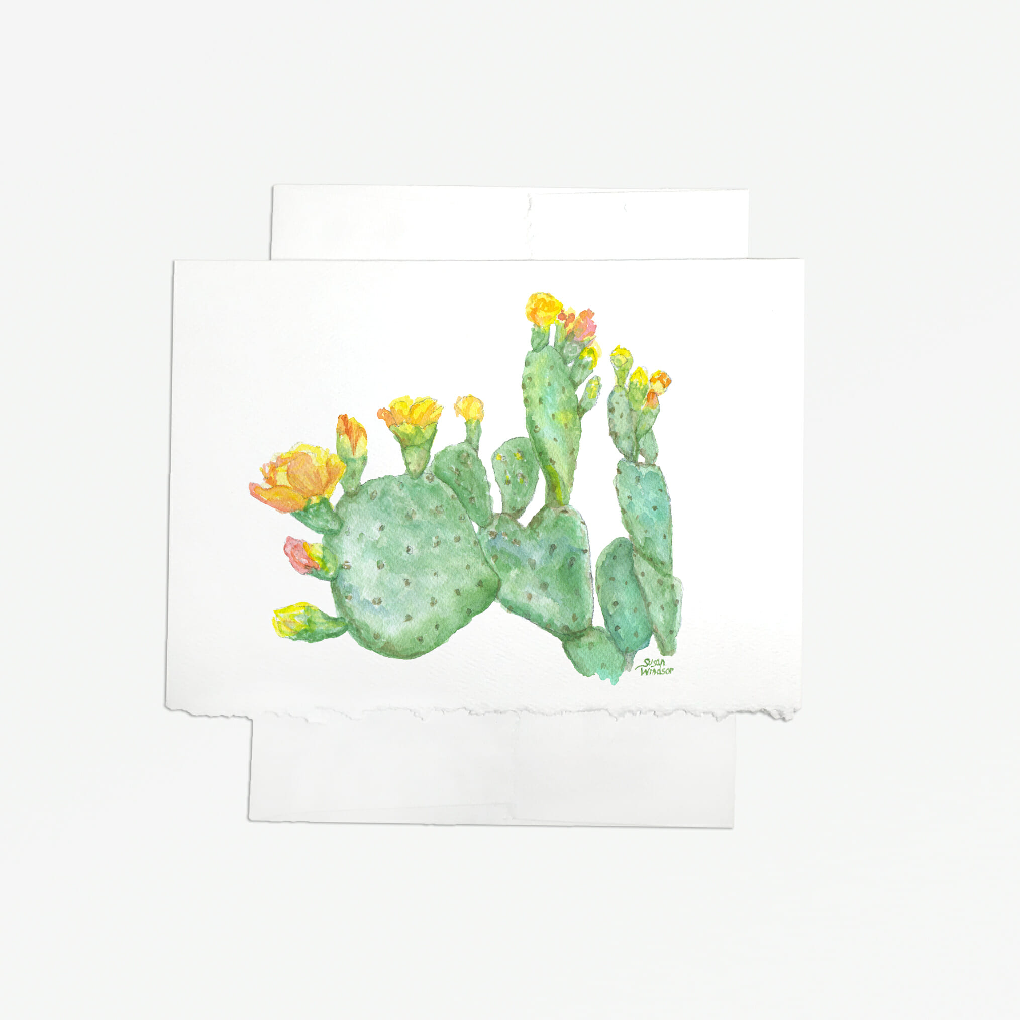 Prickly Pear Cactus Drawing at PaintingValley.com | Explore collection