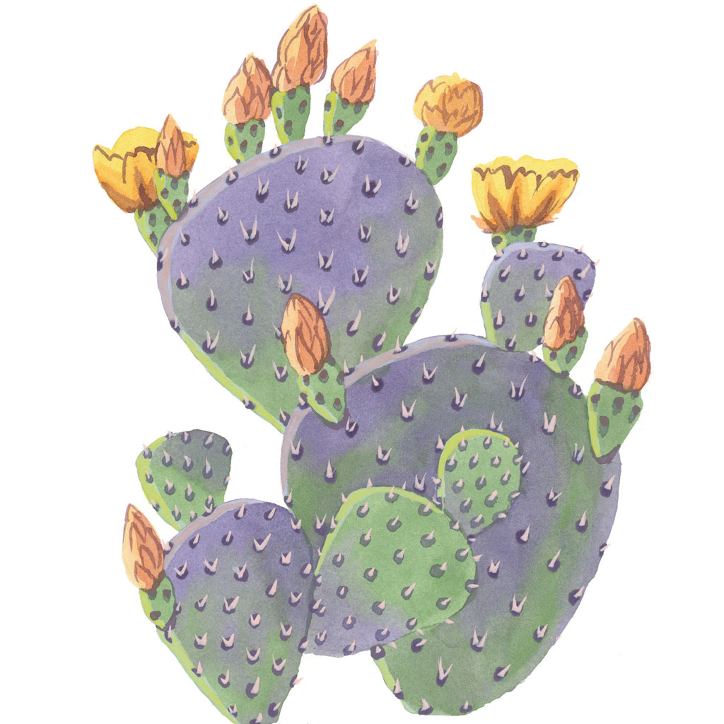 Prickly Pear рисунки