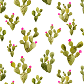 Prickly Pear Cactus Drawing at PaintingValley.com | Explore collection