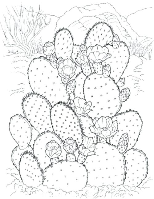 500x647 best watercolor images on art prickly pear cactus coloring - Prickly Pear Cactus Drawing