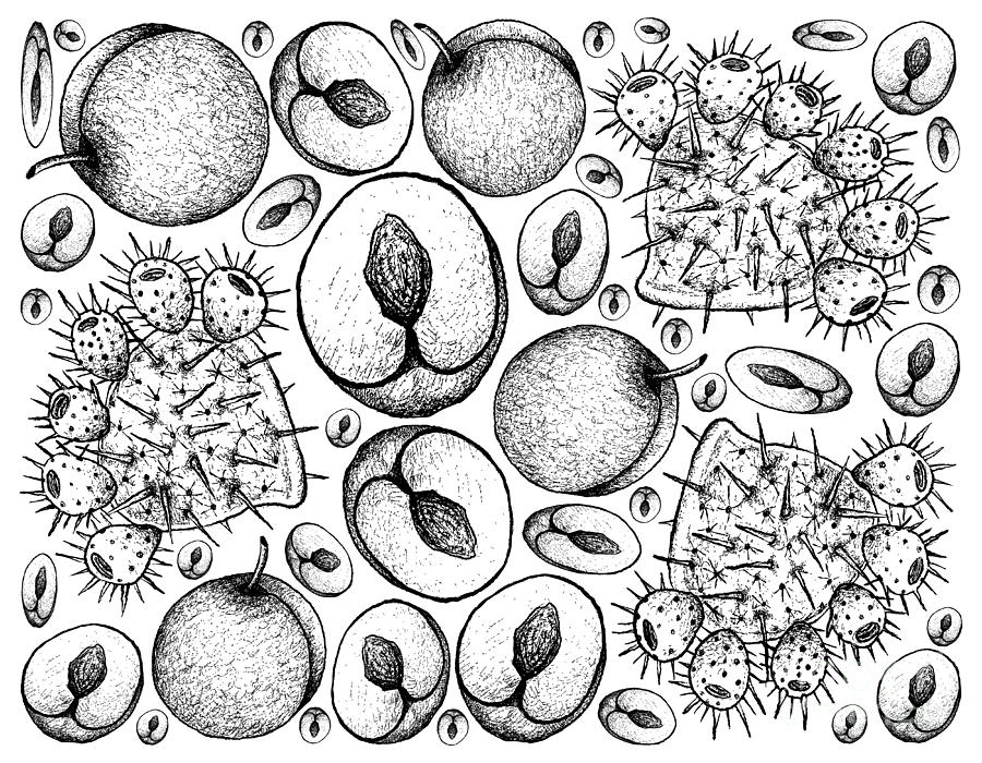 900x700 Hand Drawn Background Of Fresh Plums And Prickly Pears - Prickly Pear Drawing