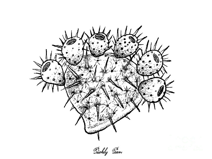 900x675 Hand Drawn Of Fresh Ripe Prickly Pears Drawing - Prickly Pear Drawing