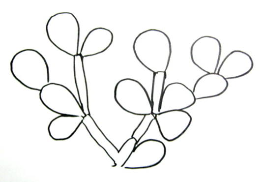 535x370 How To Draw A Cactus - Prickly Pear Drawing