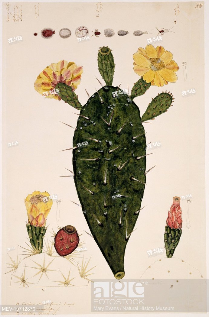 Prickly Pear Drawing at Explore collection of