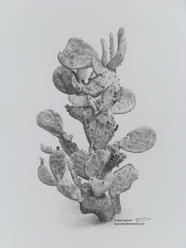 600x800 Pencil Drawing Prickly Pear - Prickly Pear Drawing