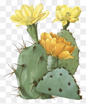 300x362 Prickly Pear - Prickly Pear Drawing
