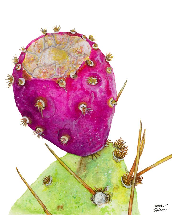 Prickly Pear Cactus Fruit - Prickly Pear Drawing. 