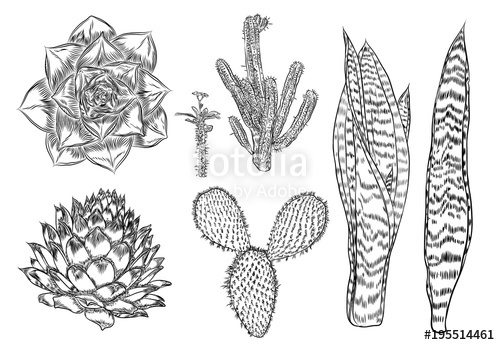 500x345 Cactus Set Wild Cactus Forest Elements With Agave, Saguaro - Prickly Pear Drawing