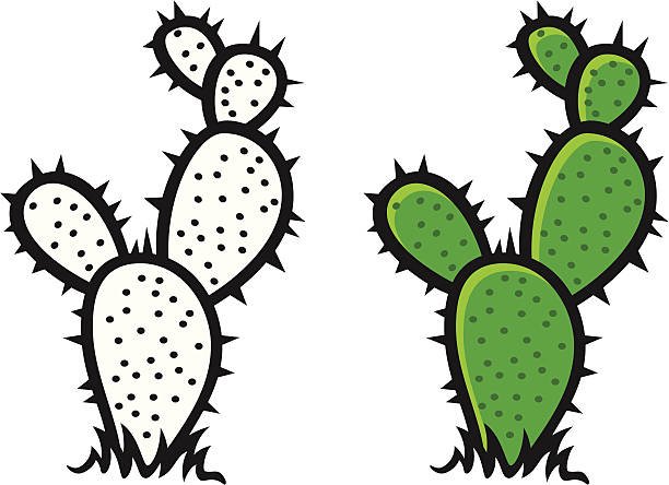 612x444 Collection Of Free Cactus Transparent Prickly Pear Download On Ui Ex - Prickly Pear Drawing