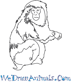 300x350 how to draw a japanese macaque - Primate Drawing