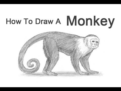 480x360 how to draw a monkey - Primate Drawing