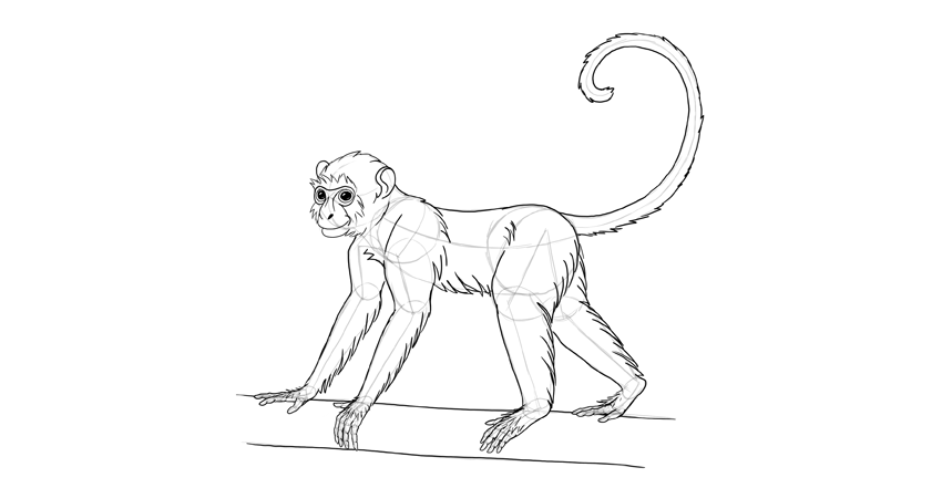 850x441 how to draw a monkey step - Primate Drawing