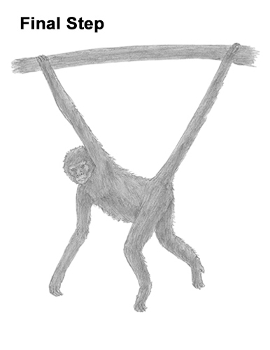 386x500 how to draw a spider monkey - Primate Drawing