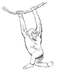 236x311 how to draw a monkey no picasso monkey drawing, drawings - Primate Drawing