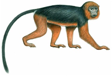 375x256 links - Primate Drawing