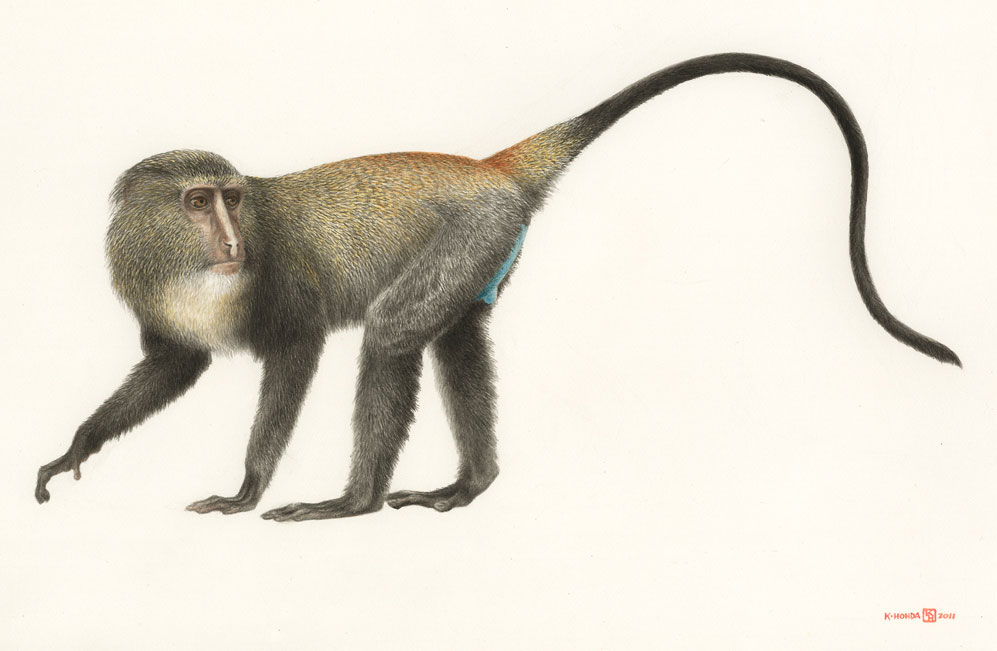 997x651 new monkey discovered in the congo national geographic society - Primate Drawing