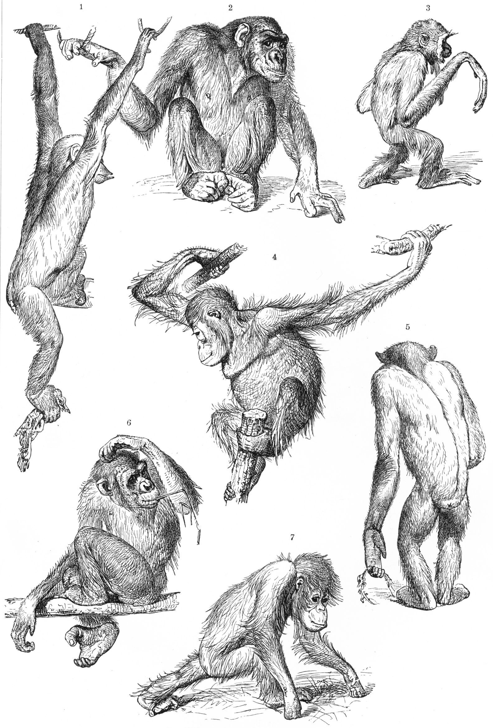1584x2340 primative ascent in drawings - Primate Drawing