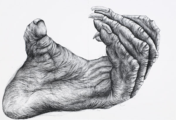 600x411 primate hands and feet - Primate Drawing