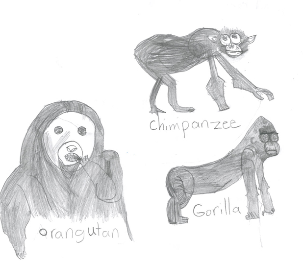 618x535 scoop on primates primate drawing contest - Primate Drawing