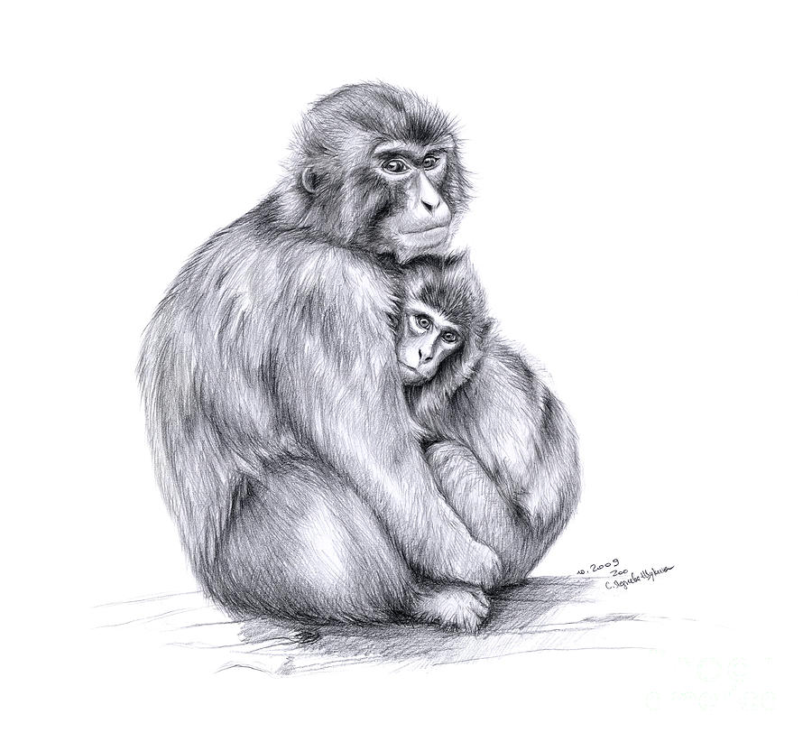 900x822 snow monkey and baby drawing - Primate Drawing