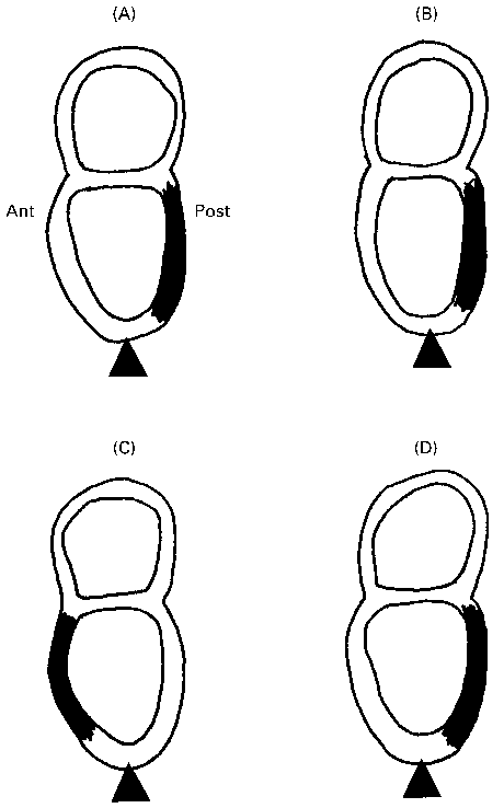 460x738 drawings of d later primitive streak mouse embryos to show - Primitive Drawings