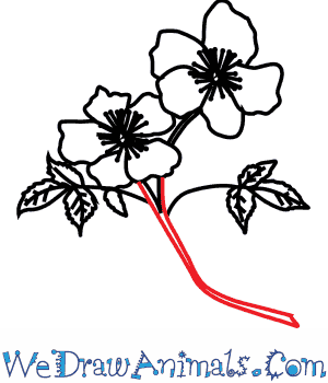 300x350 how to draw a primrose flower - Primrose Drawing