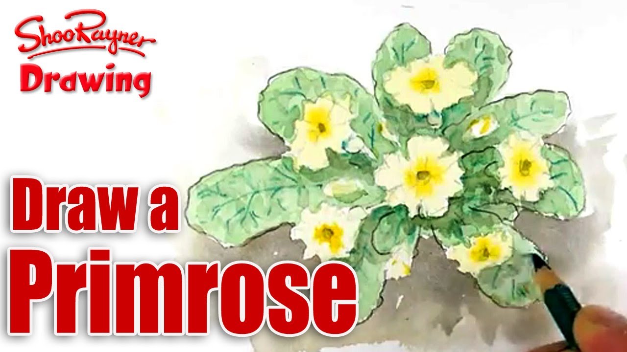 1280x720 how to draw and paint primroses - Primrose Drawing